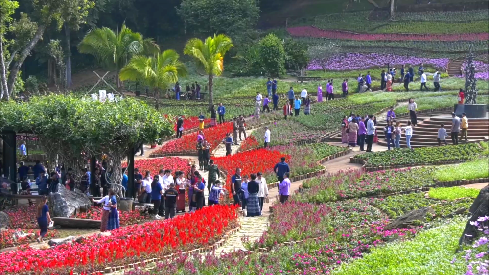เริ่มแล้วเทศกาลสีสันดอยตุง โต้ลมหนาว สัมผัสธรรมชาติ ชิมอาหารชนเผ่าและผลิตภัณฑ์คนบนดอย