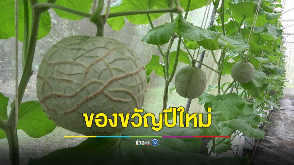 สุดปัง! ลูกค้าฉิมแห่จองเมล่อนเกลี้ยงฟาร์ม แกะสลักชื่อ มอบเป็นของขวัญปีใหม่