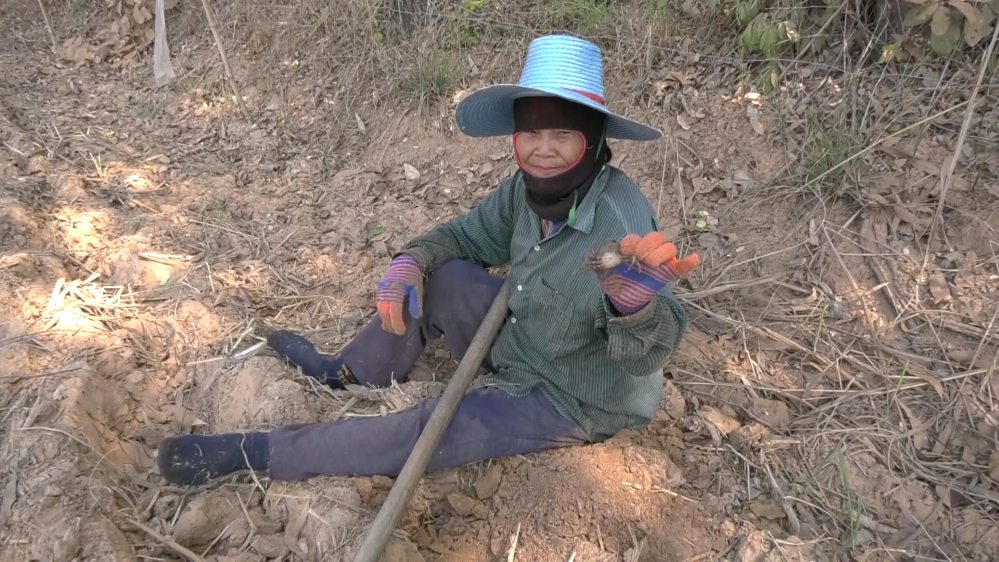 วิถีชาวบ้าน! ขุดปูนาหารายได้เสริม ลูกค้าชอบรสชาติมัน อร่อย จองซื้อเพียบ