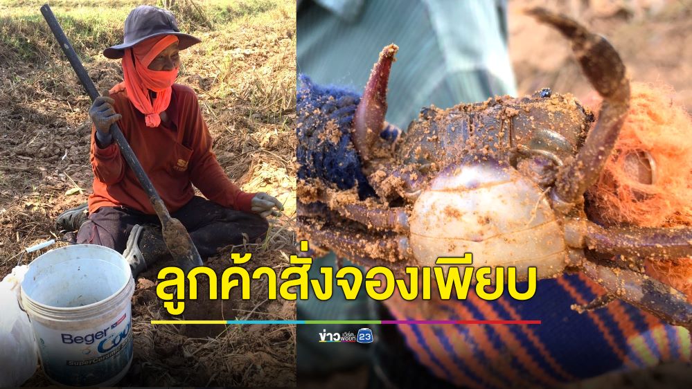 วิถีชาวบ้าน! ขุดปูนาหารายได้เสริม ลูกค้าชอบรสชาติมัน อร่อย จองซื้อเพียบ