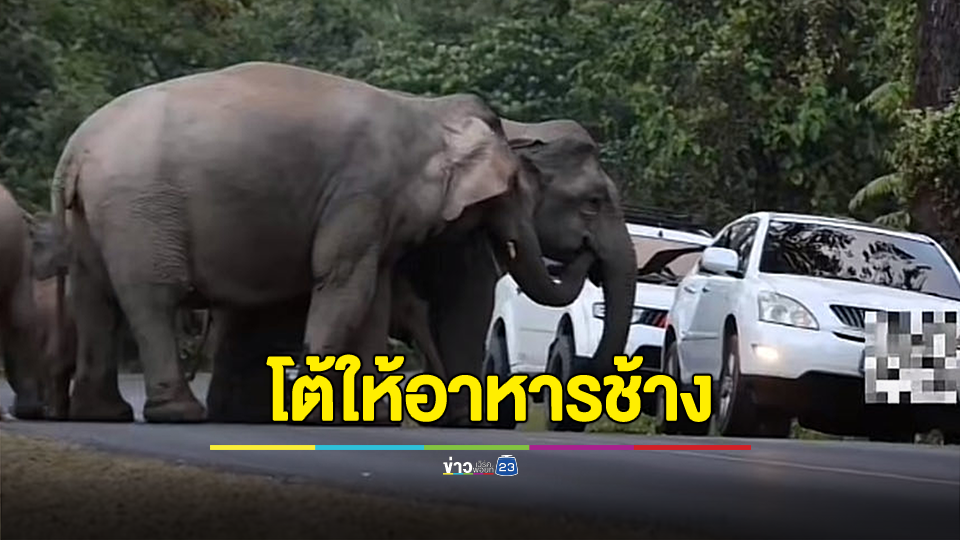 ขอความเป็นธรรม สาวโต้หยุดรถเปิดกระจกให้อาหารช้าง