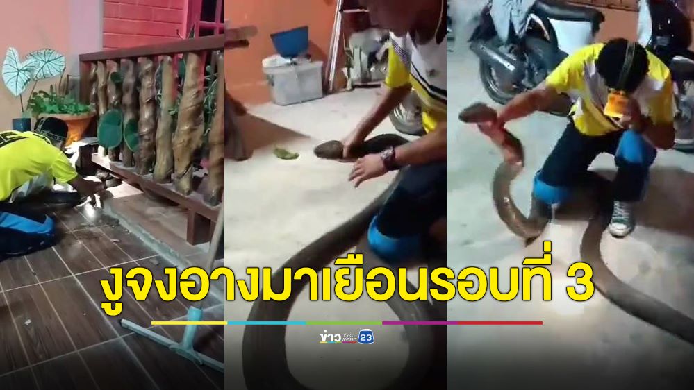 แทบเข่าทรุด! เจองูจงอางยาว 4 เมตร ชูคอแผ่แม่เบี้ยในโรงรถ