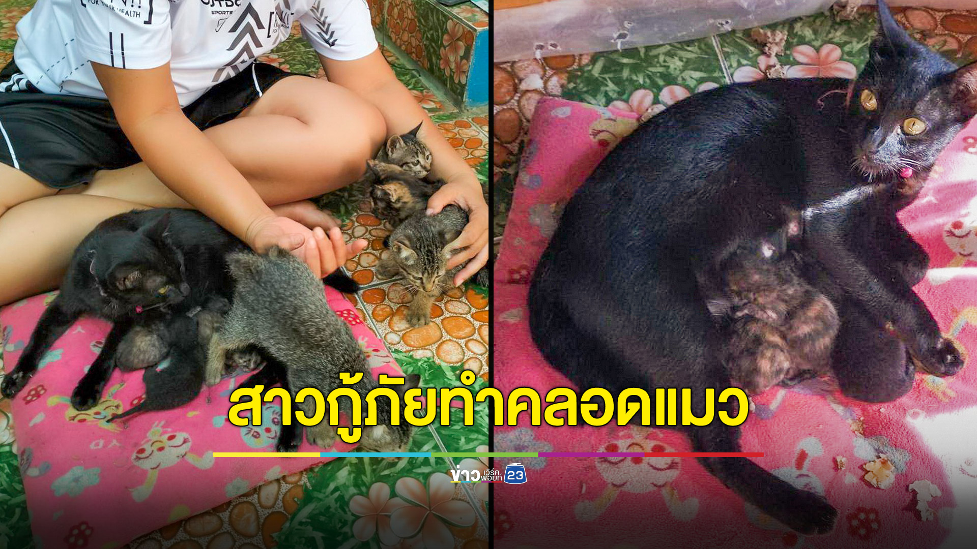 สาวกู้ภัยฯ ทำคลอดแม่แมวลูกติดช่องคลอด คอหวยไม่พลาดตีเลขเสี่ยงโชค