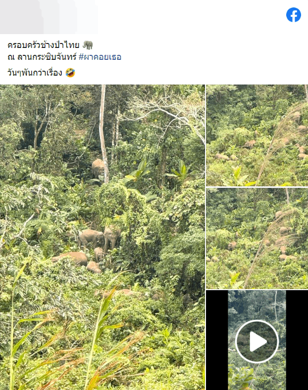 นักท่องเที่ยวตื่นเต้น เจอโขลงช้างป่ากินเดินหากินแบบชิว ๆ