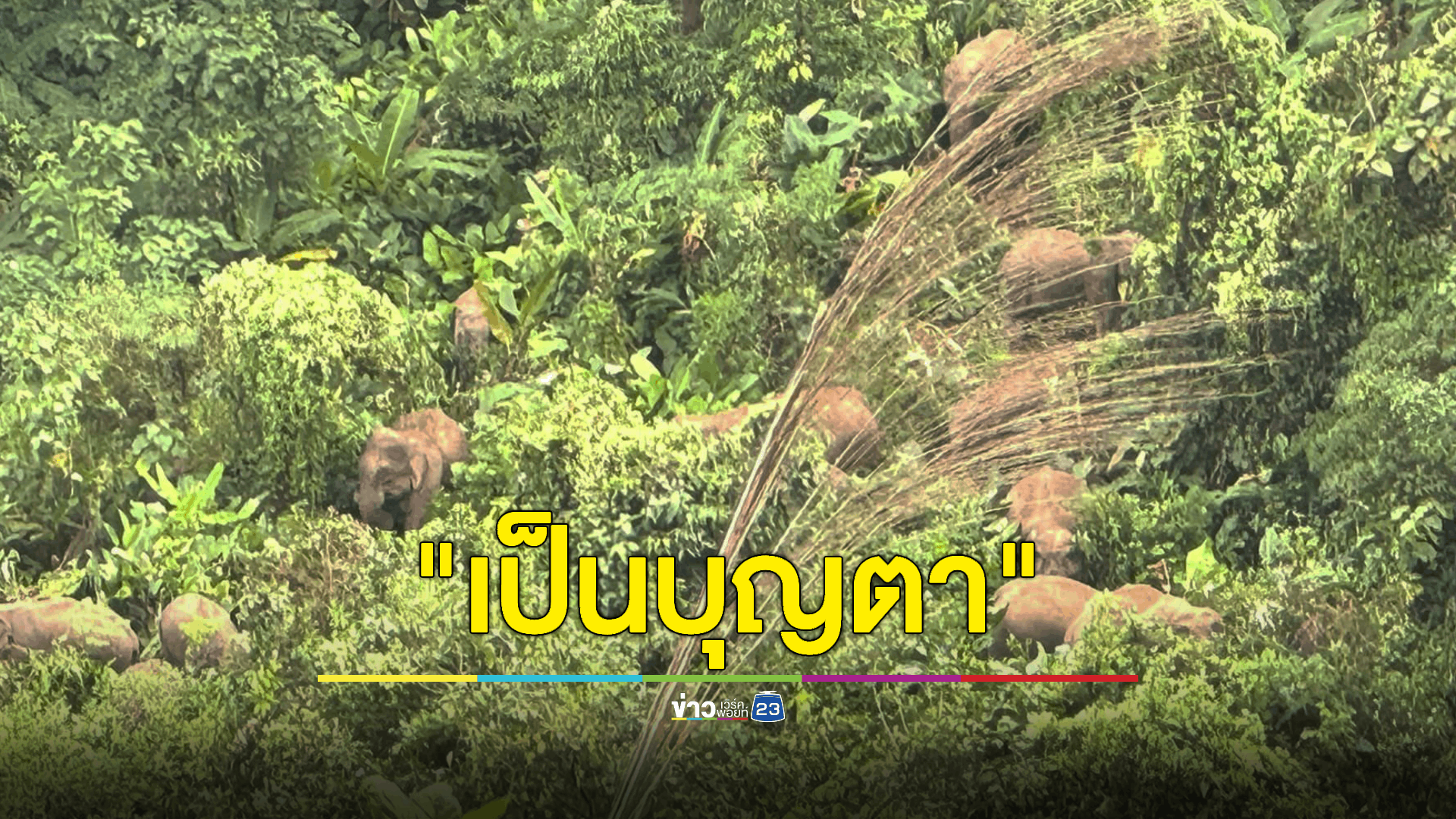 นักท่องเที่ยวตื่นเต้น เจอโขลงช้างป่ากินเดินหากินแบบชิว ๆ