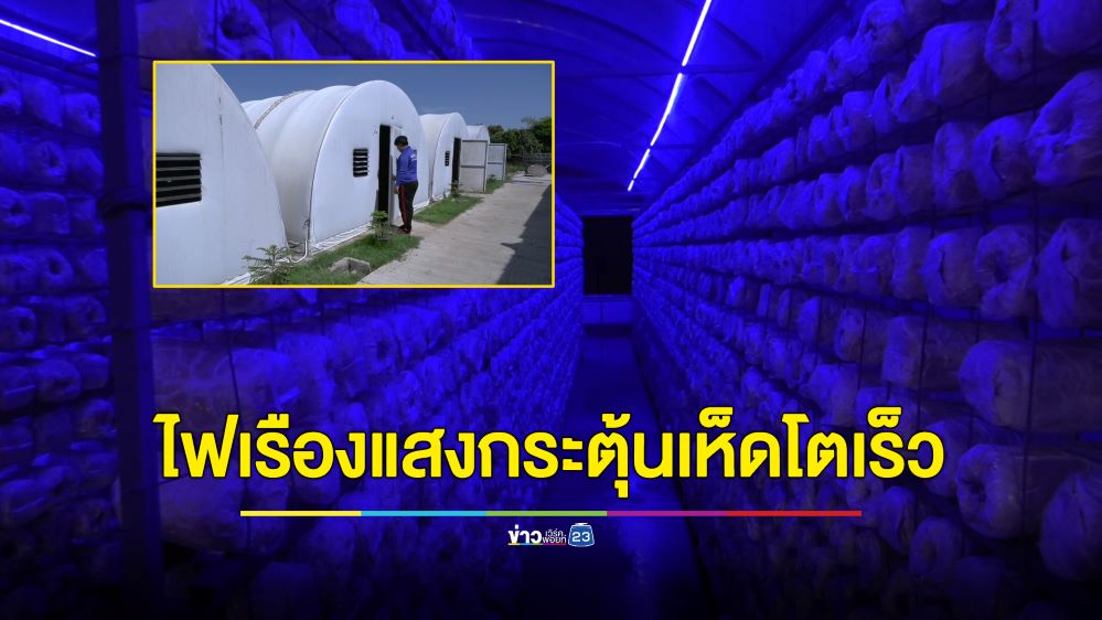 หนุ่ม 25 เพาะเห็ดนางฟ้าระบบปิด ใช้ไฟเรืองแสงกระตุ้นเห็ดโตเร็ว ออกทุกฤดูกาล