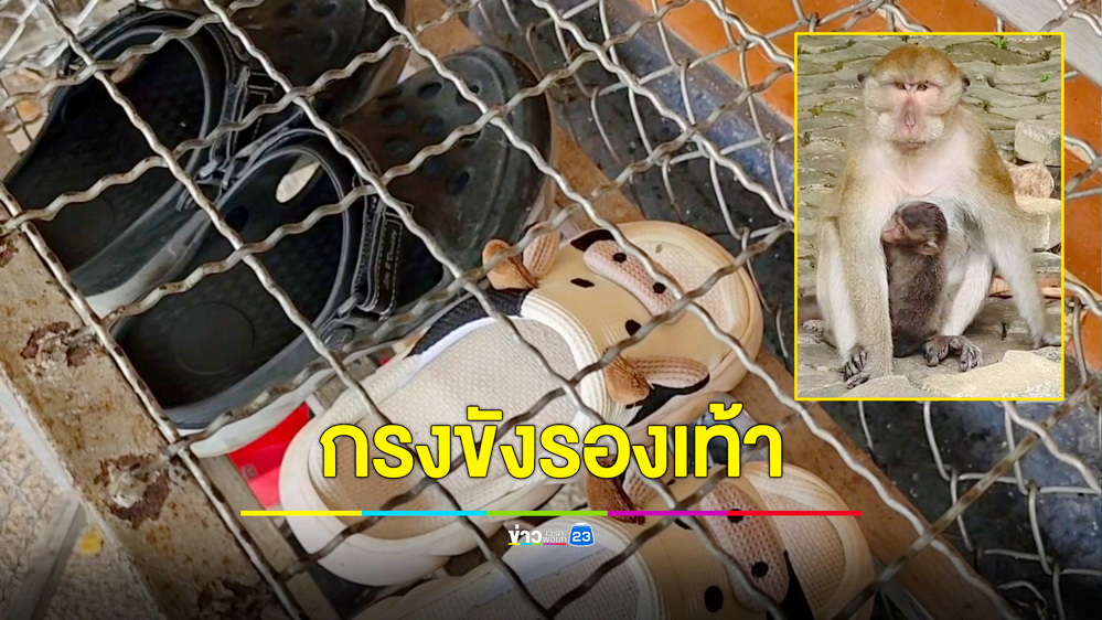 “วัดถ้ำเสือวิปัสสนา” ทำกรงเหล็กขังรองเท้ากันลิงขโมย หลังคนแห่ทำบุญส่งท้ายปีแน่นวัด