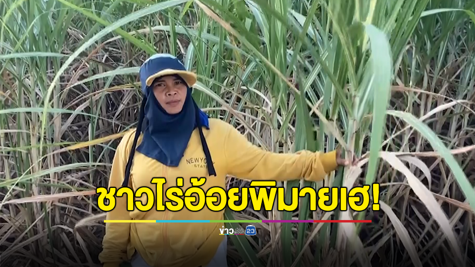 ชาวไร่อ้อยพิมายเฮ! ขอบคุณรัฐบาล จ่ายค่าตัดอ้อยสดชาวไร่อ้อยตันละ 120 บาท