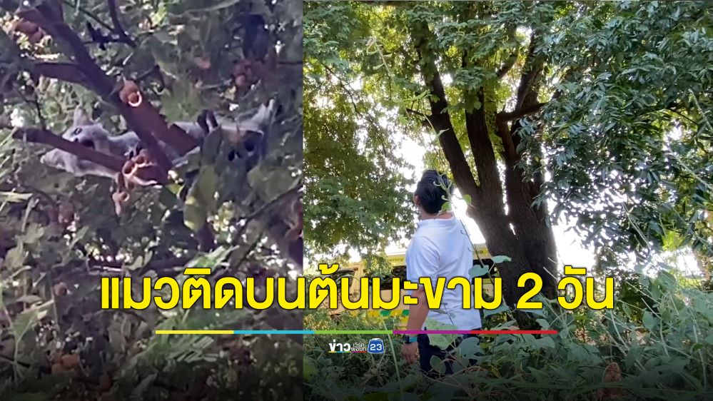 กู้ภัยปีนช่วยเจ้าเหมียวน้อย ติดอยู่บนต้นไม้สูงนาน 2 วัน ร้องให้คนช่วยจนเสียงแหบ