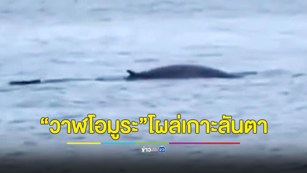 ตื่นตา“วาฬโอมูระ”โผล่อวดโฉมครั้งแรกในรอบหลายปีที่เกาะลันตา ชี้ถึงความสมบูรณ์ธรรมชาติ
