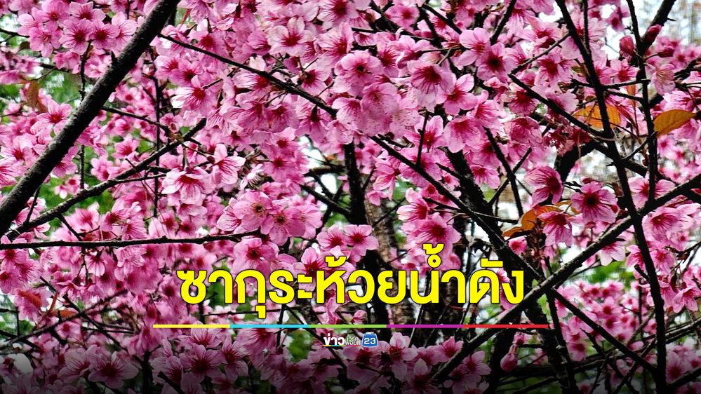 นักท่องเที่ยวแห่ชมซากุระเมืองไทย บานสะพรั่งที่ห้วยน้ำดัง