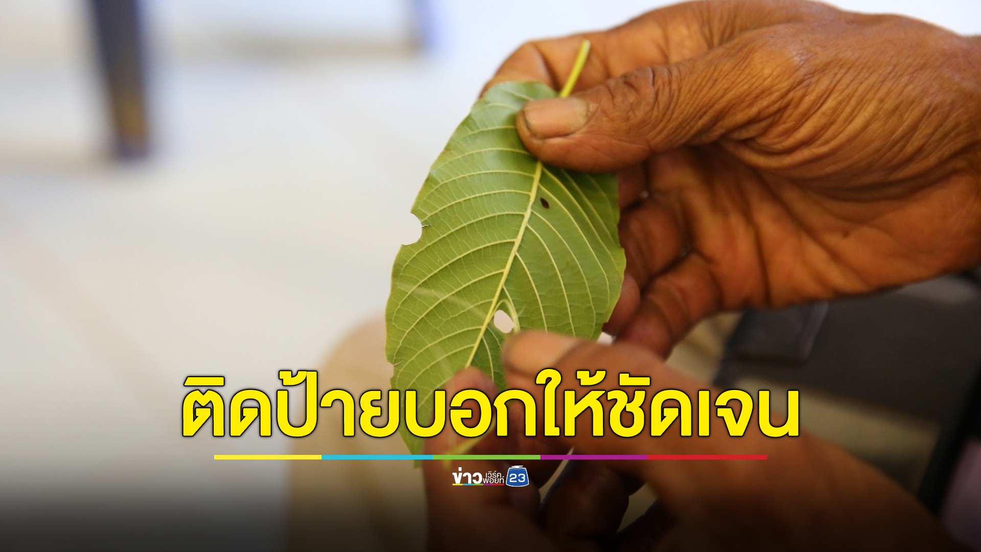 ราชกิจจาฯ ประกาศกระทรวงสาธารณสุข คนขายใบกระท่อมต้องติดป้ายห้ามจำหน่ายให้ชัดเจน