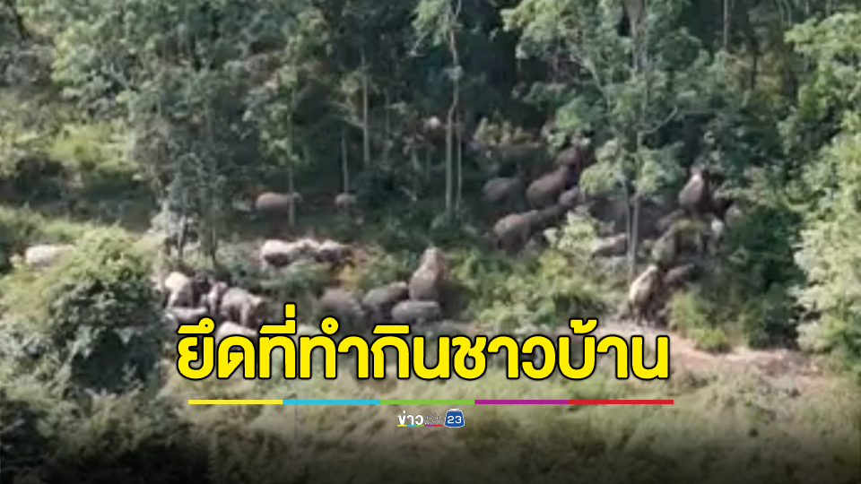 อุทยานฯ ระดมกำลังผลักดันช้างป่าทับลานรวมโขลงกว่า 60 ตัวบุกไร่ชาวบ้านนครบุรี