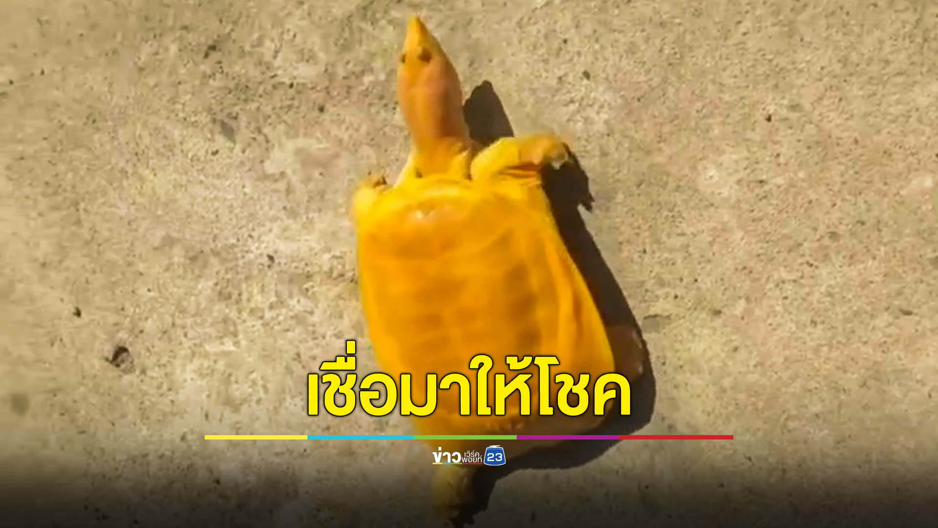 ตะพาบสีทองมาติดตาข่าย เจ้าของเชื่อมาให้โชค