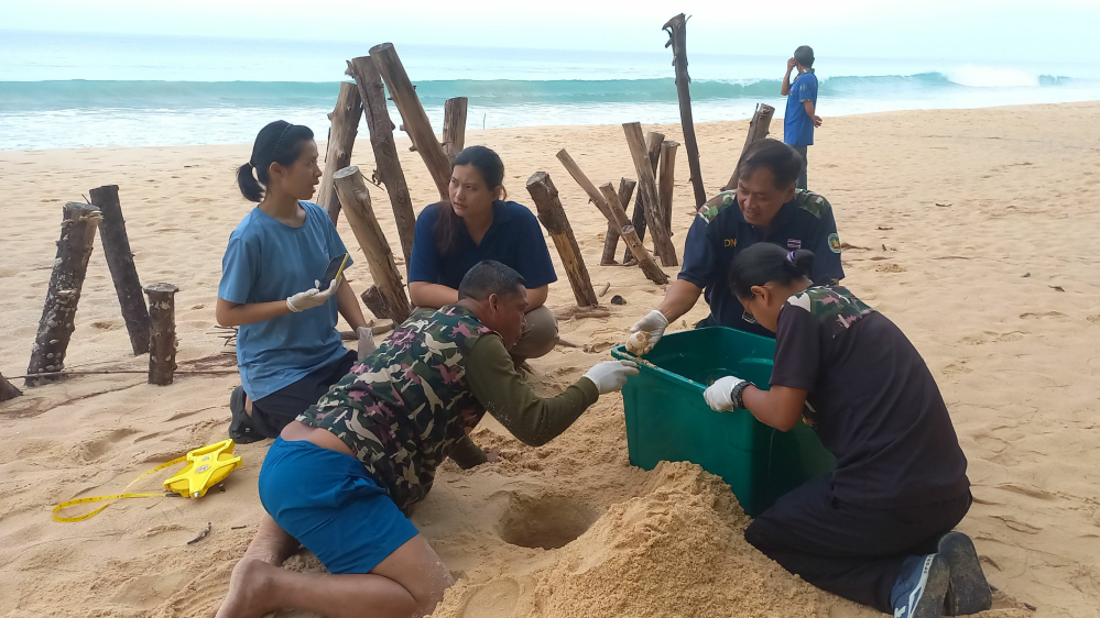 เต่ามะเฟืองขึ้นวางไข่หาดท้ายเหมือง 118 ฟอง รังแรกของฤดูกาลปี 2566-67