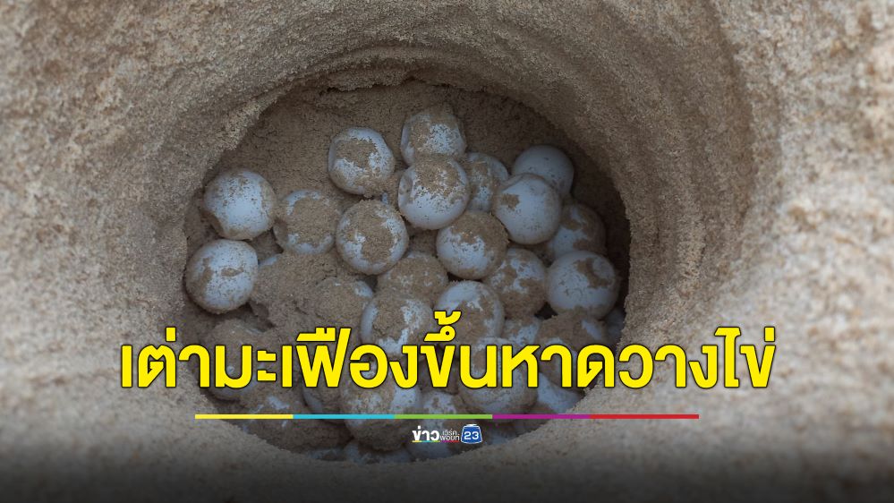 เต่ามะเฟืองขึ้นวางไข่หาดท้ายเหมือง 118 ฟอง รังแรกของฤดูกาลปี 2566-67