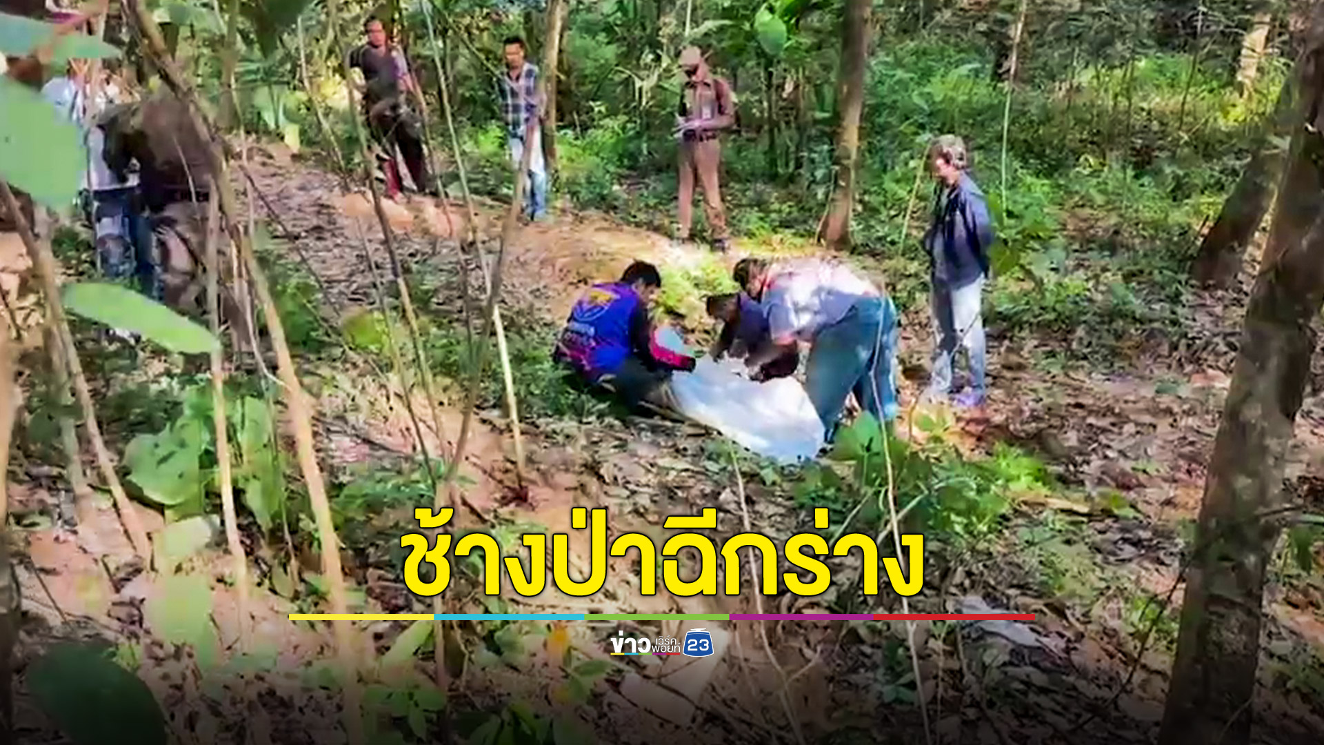 ผัวเมียออกรับจ้างกรีดยางเจอช้างป่าไล่ เมียวัย 66 ปีล้มโดนฉีกร่างดับสยอง