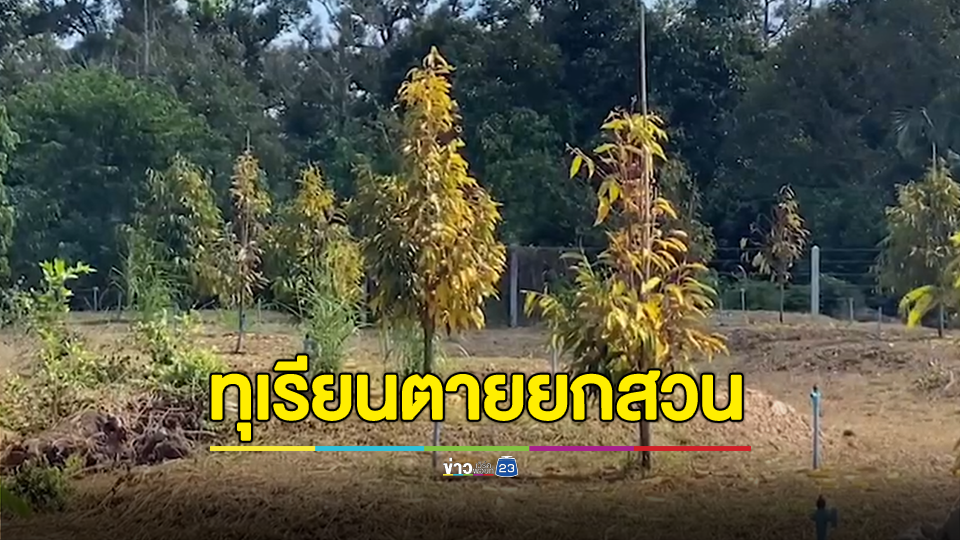 ป้ายยาทุเรียนหมอนทอง 6 ไร่ตายเรียบ