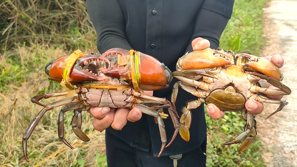 อดีตนายก อบต. ผันตัวเป็นเกษตรกรเพาะเลี้ยงปูหน้าขาว ราคาดี โตเร็ว