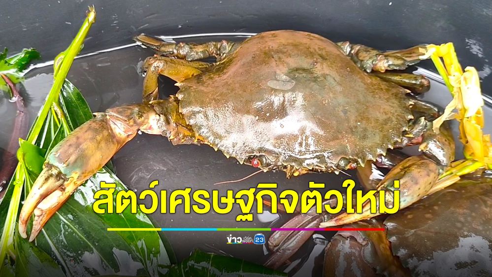 อดีตนายก อบต. ผันตัวเป็นเกษตรกรเพาะเลี้ยงปูหน้าขาว ราคาดี โตเร็ว