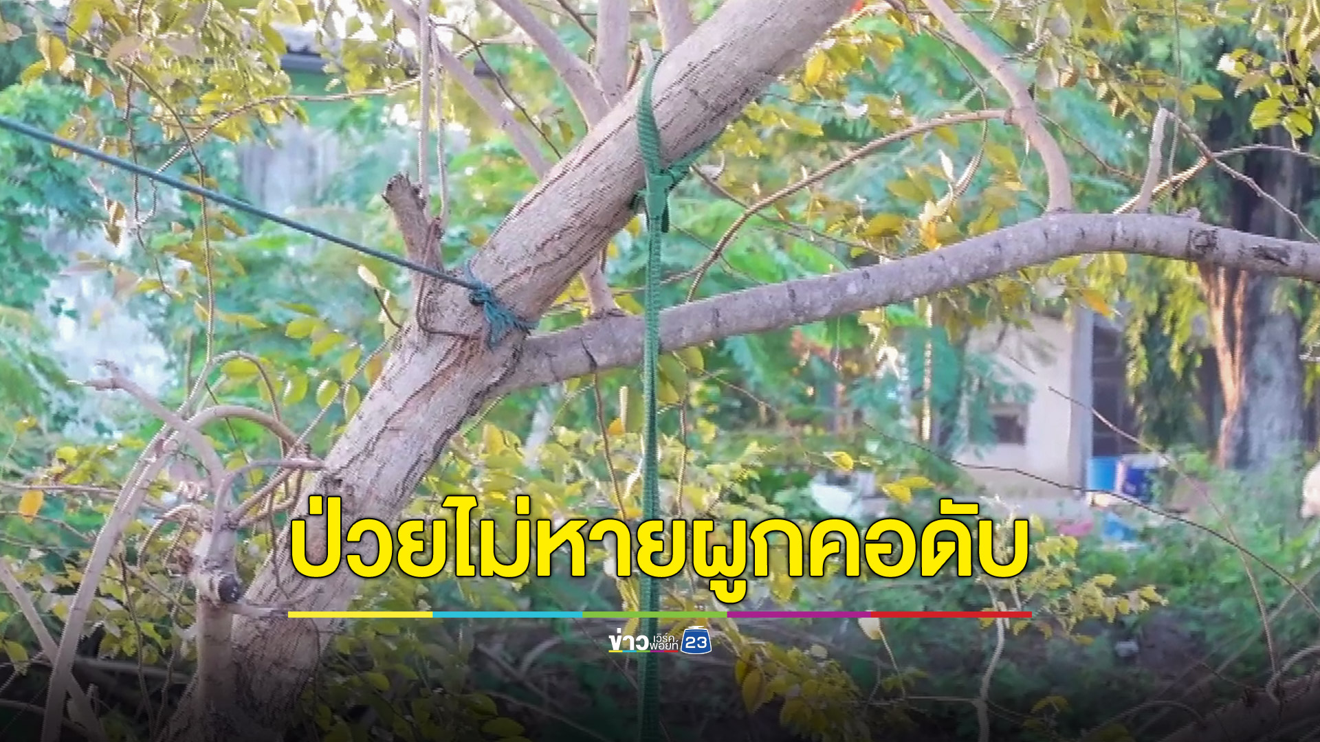 พ่อเฒ่าวัย 72 ปีป่วยไม่หายตัดสินใจผูกคอกับต้นไม้เสียชีวิต