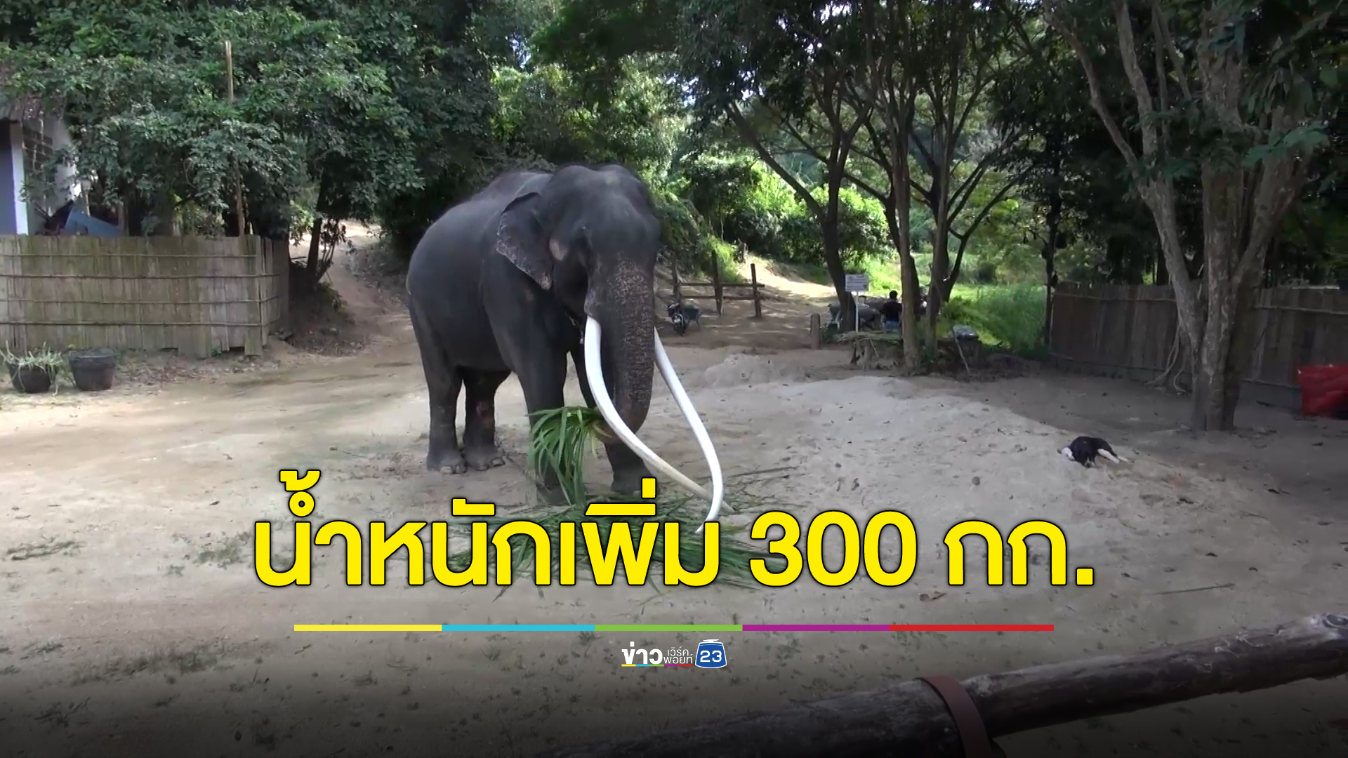 "พลายศักดิ์สุรินทร์"อดีตทูตสันถวไมตรี น้ำหนักตัวเพิ่ม 300 กก.