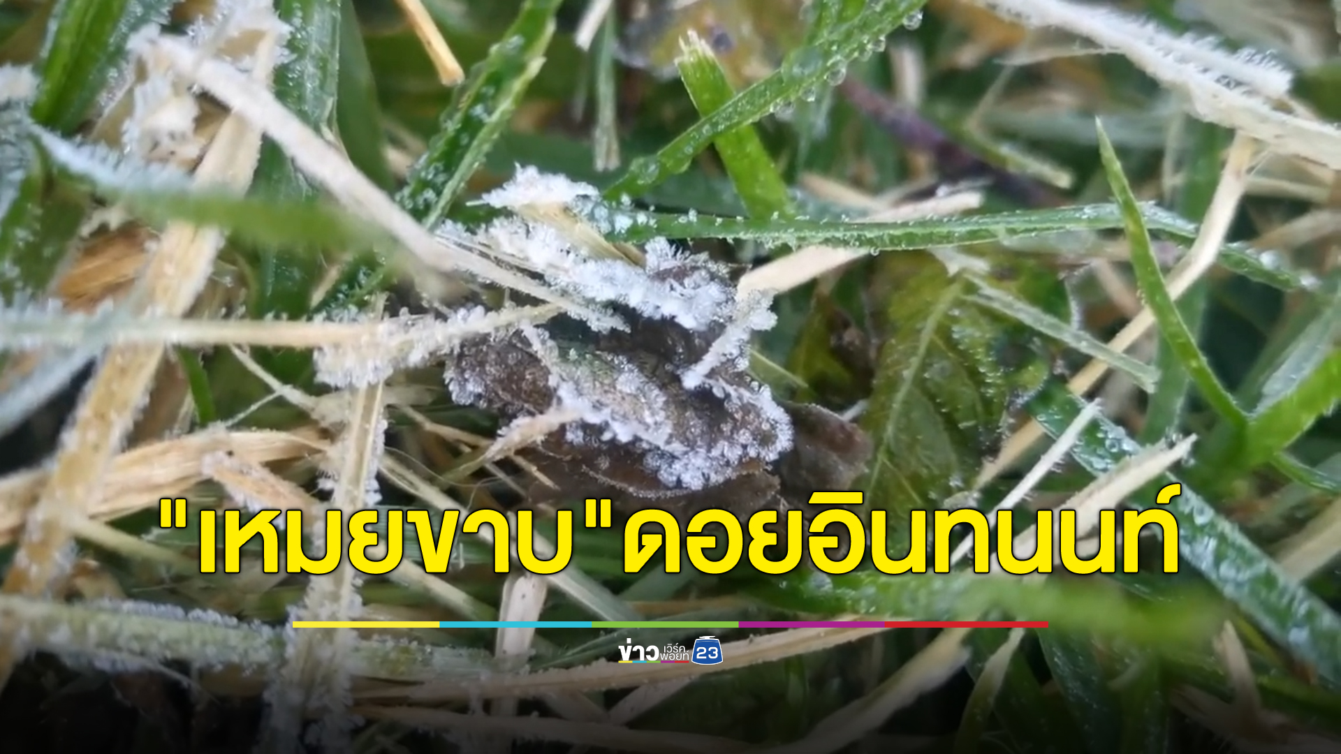 เผยภาพ"เหมยขาบ"ดอยอินทนนท์ ปรากฏการณ์น้ำค้างแข็ง สุดฟินอุณหภูมิ 7 องศาฯ