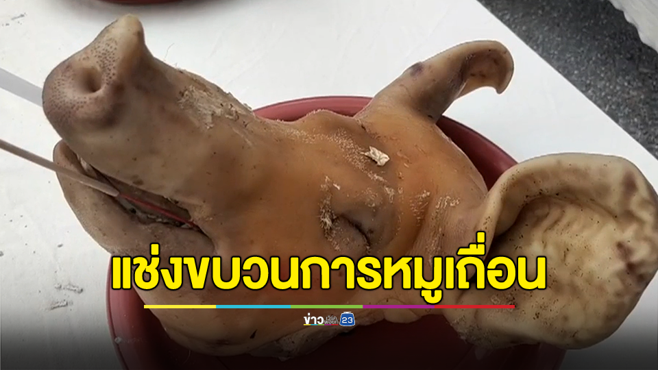 ผู้เลี้ยงหมูสุดทนทำพิธีสาปแช่งนักการเมืองและข้าราชการนำเข้าหมูเถื่อน
