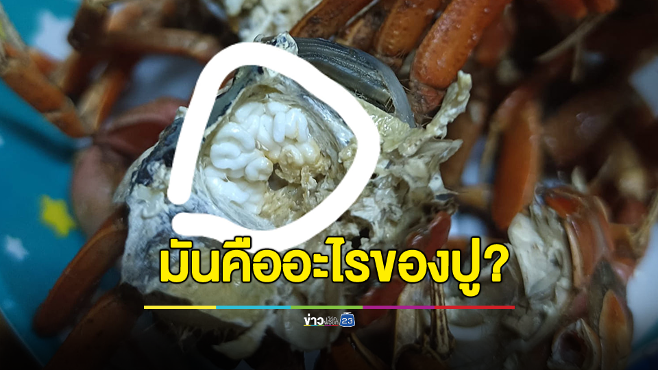 ใครรู้บอกที! หนุ่มสงสัยมันคืออะไรของปู ชี้ หลอนไปทุกอย่าง