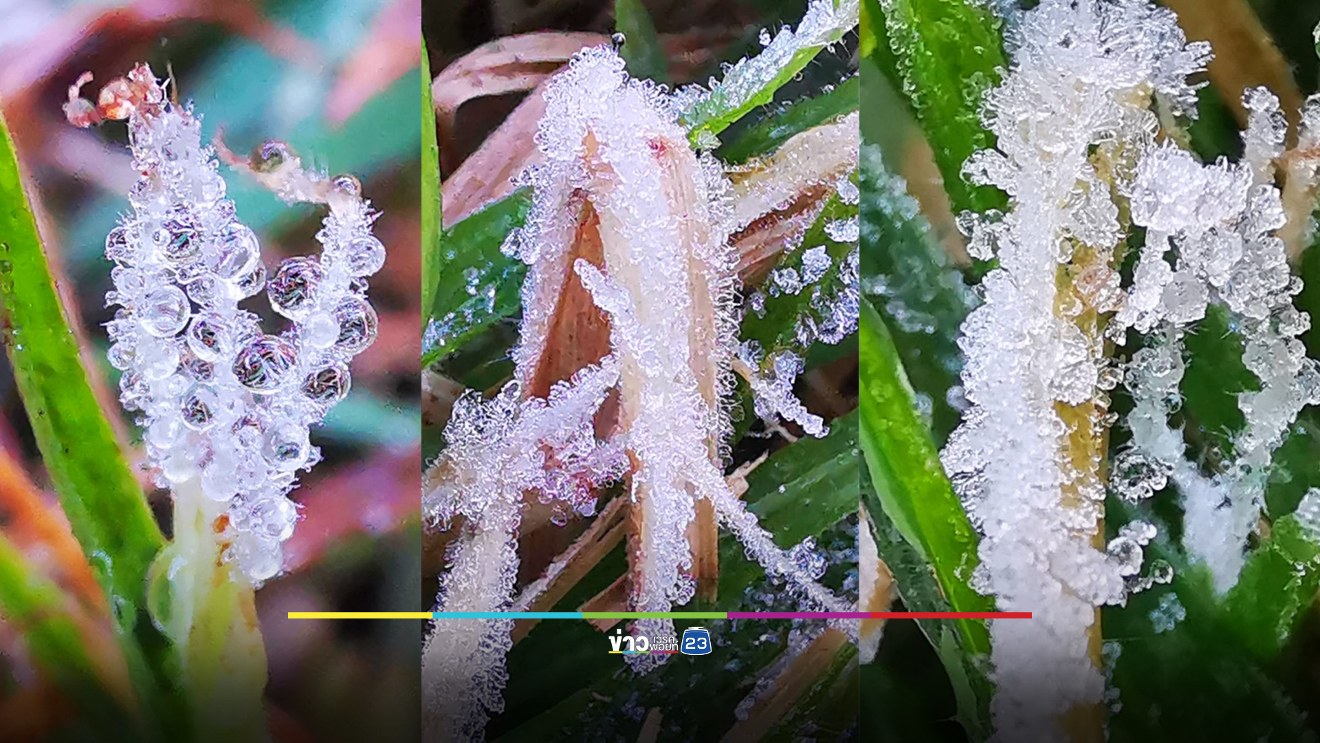 เหมยขาบอวดโฉม เช้านี้อินทนนท์หนาว 5 องศา