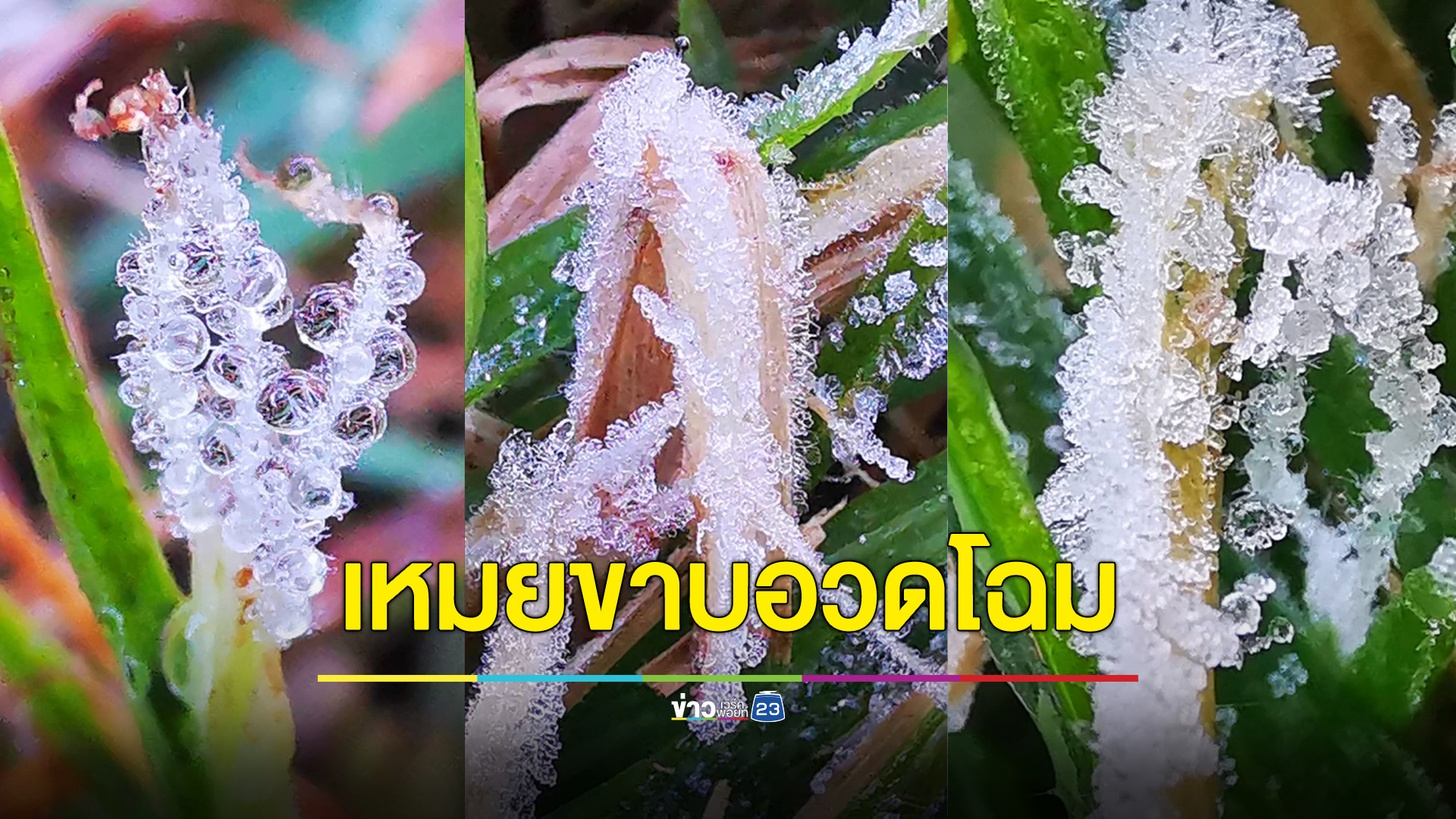 เหมยขาบอวดโฉม เช้านี้อินทนนท์หนาว 5 องศา
