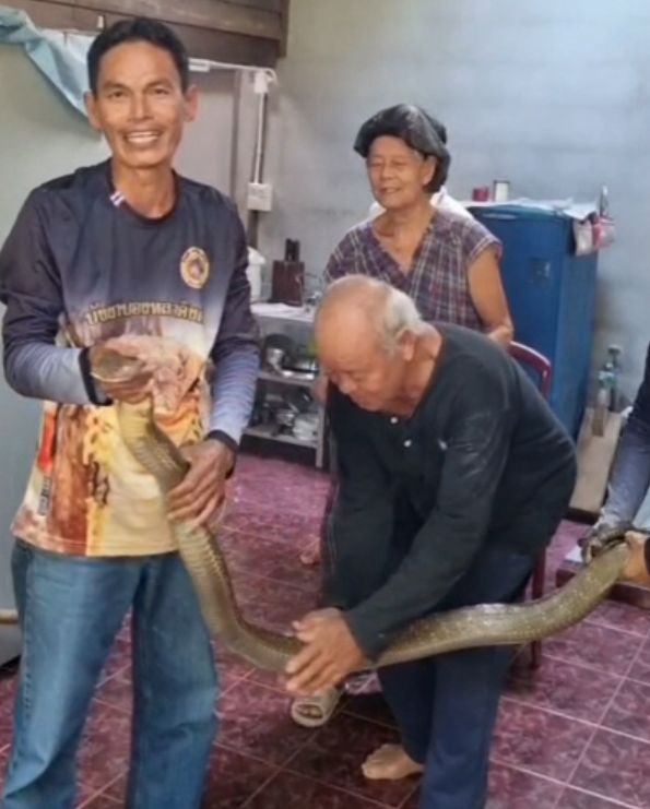 สุนัขเห่าลั่น! เจ้าของบ้านนึกว่าคนมาหา เดินไปดูถึงผงะงูจงอางเกือบ 4 เมตรชูคอขู่ฟ่อ