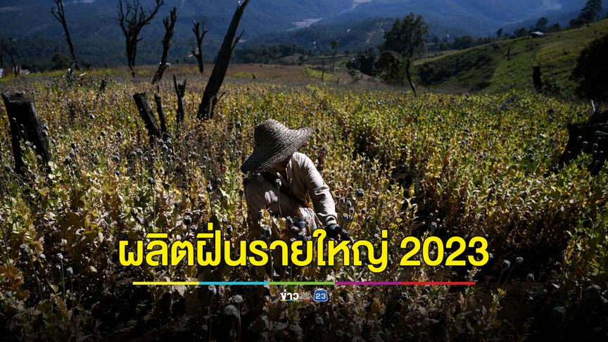 UN เผย เมียนมาขึ้นแท่นผู้ผลิตฝิ่นรายใหญ่ที่สุดของโลกแซงหน้าอัฟกานิสถาน