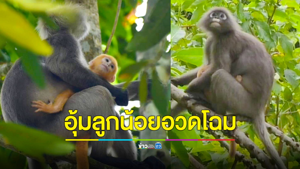 ตื่นตา “ค่างแว่นถิ่นใต้” อุ้มลูกน้อยเพิ่งเกิด อวดโฉมนักท่องเที่ยวที่หมู่เกาะลันตา