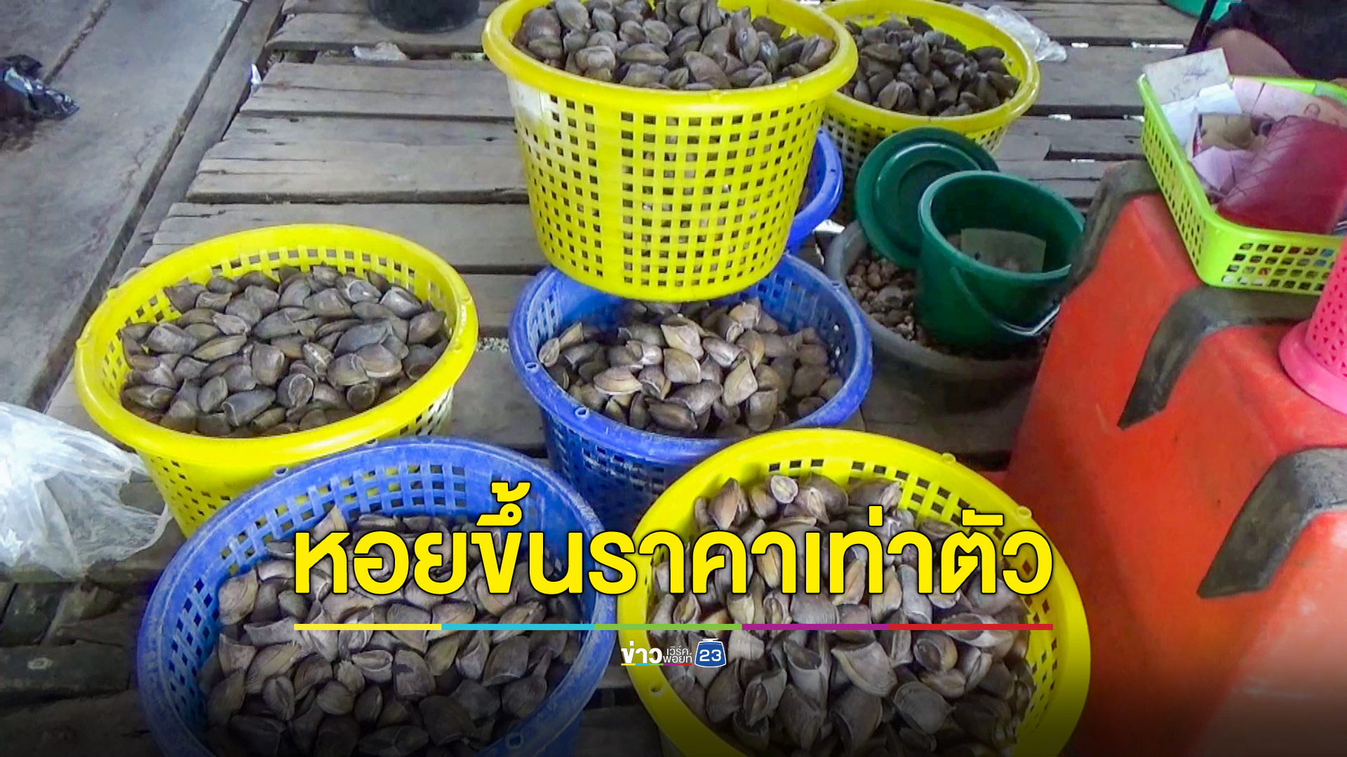 ชาวประมงเฮ! หอยท้ายเภาปรับขึ้นเท่าตัวต้อนรับปีใหม่ สร้างรายได้วันละเป็นหมื่น