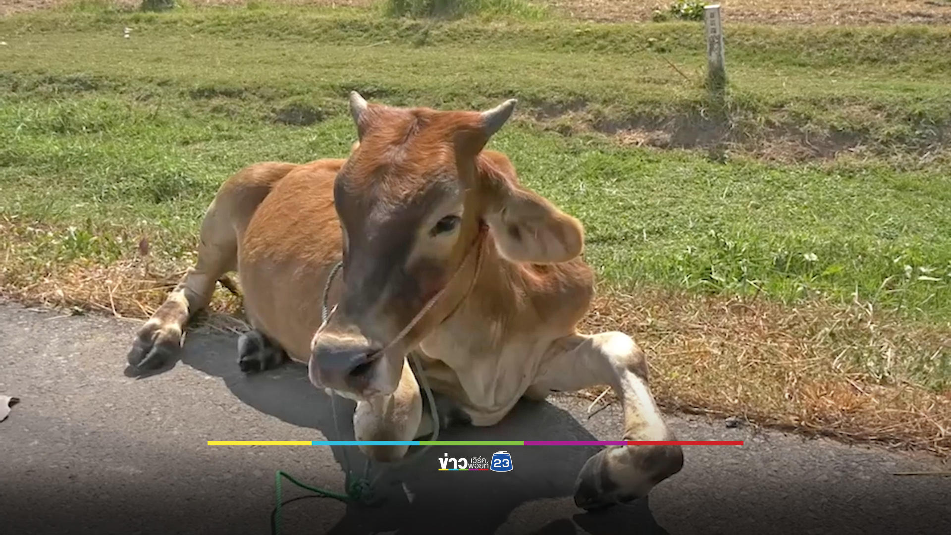 กำนันสุดเซ็ง รถพังแล้วยังต้องรอประมูลวัว