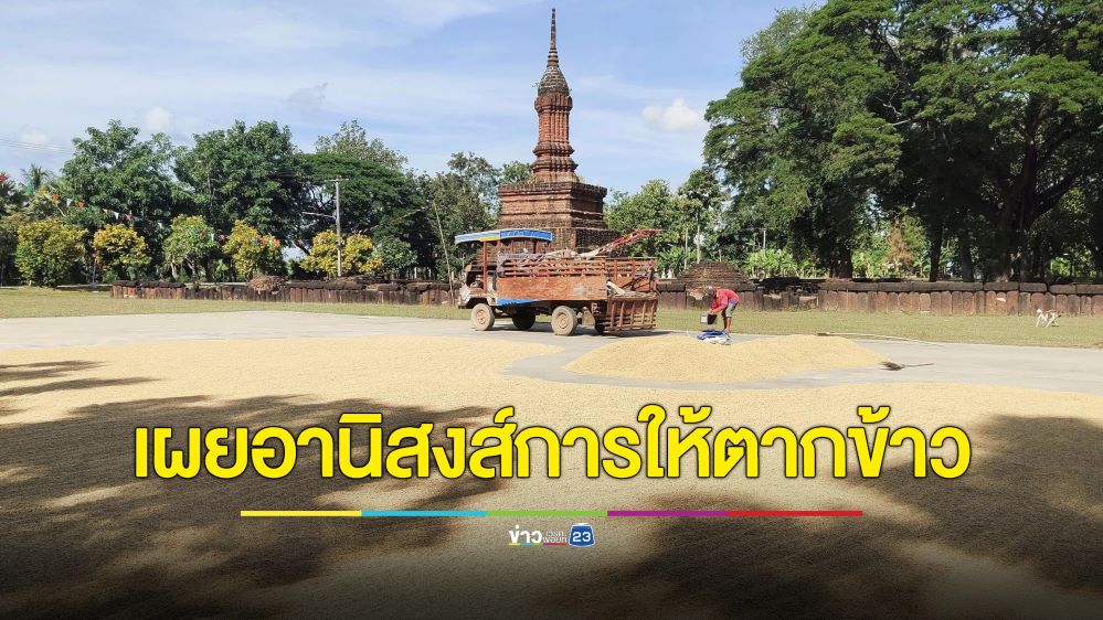 เห็นผลทันตา! วัดดังสุโขทัยเผย 5 อานิสงส์ของการให้โยมตากข้าวในวัด