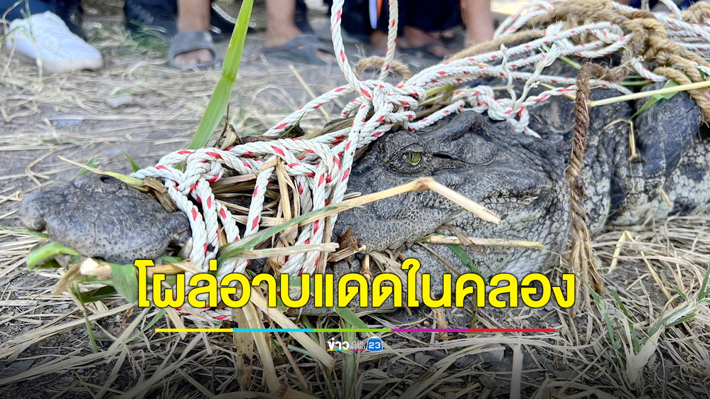 ชาวบ้านผวา! เจอจระเข้ยาว 2.5 เมตร โผล่อาบแดดในคลองรังสิต