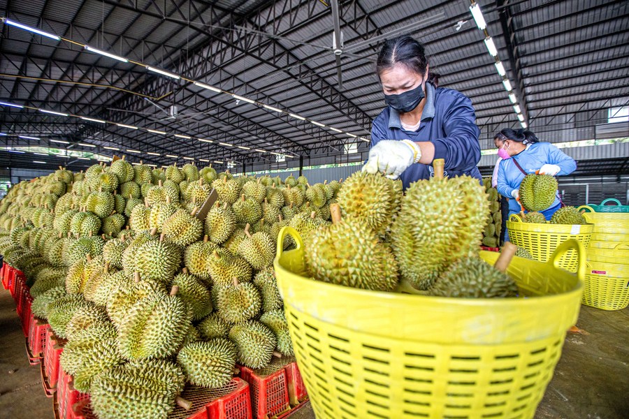 จีนนำเข้า 'ทุเรียนเวียดนาม' พุ่งครองอันดับหนึ่งผลไม้นำเข้าของจีน