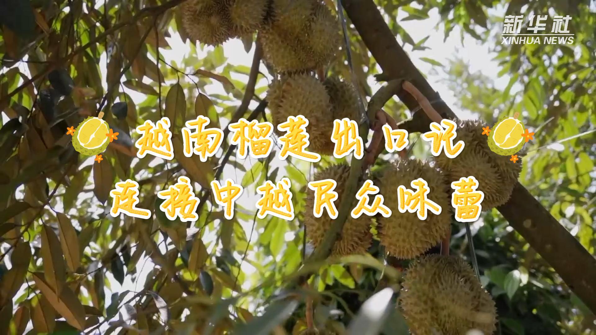 จีนนำเข้า 'ทุเรียนเวียดนาม' พุ่งครองอันดับหนึ่งผลไม้นำเข้าของจีน