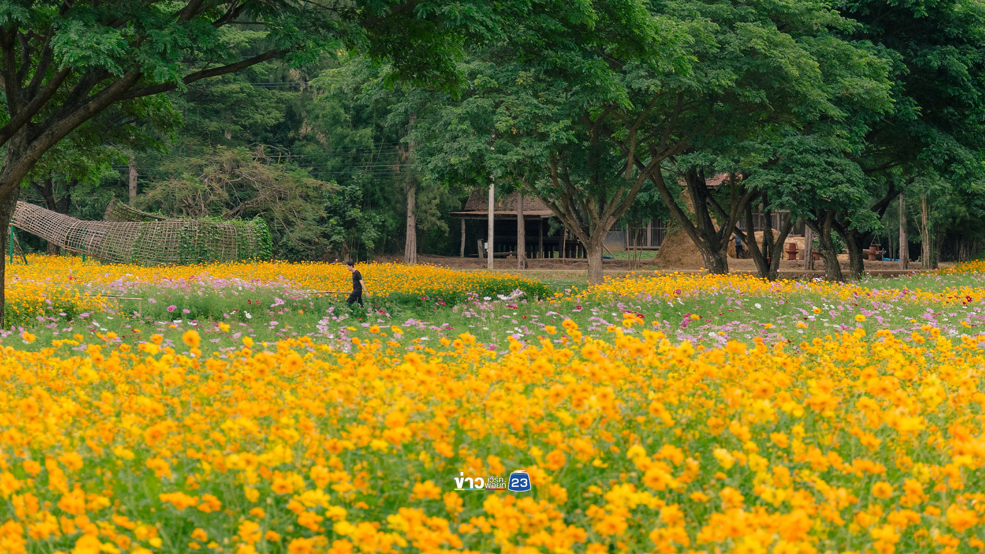 ปีใหม่นี้ชวนมาม่วนรับลมหนาว ชมดอกไม้บาน จิมทอมป์สัน ฟาร์ม 66 ‘ไอเขียนเลตเตอร์ถึงเธอฟาร์มจิม’