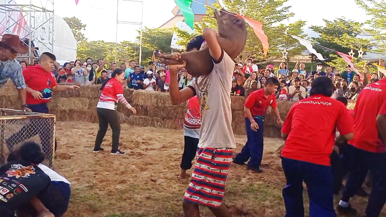 เชียร์ลั่นขอบสนาม แข่งวิ่งไล่จับ “ลูกหมูเถื่อน” ในงานกาชาดจังหวัดชุมพร