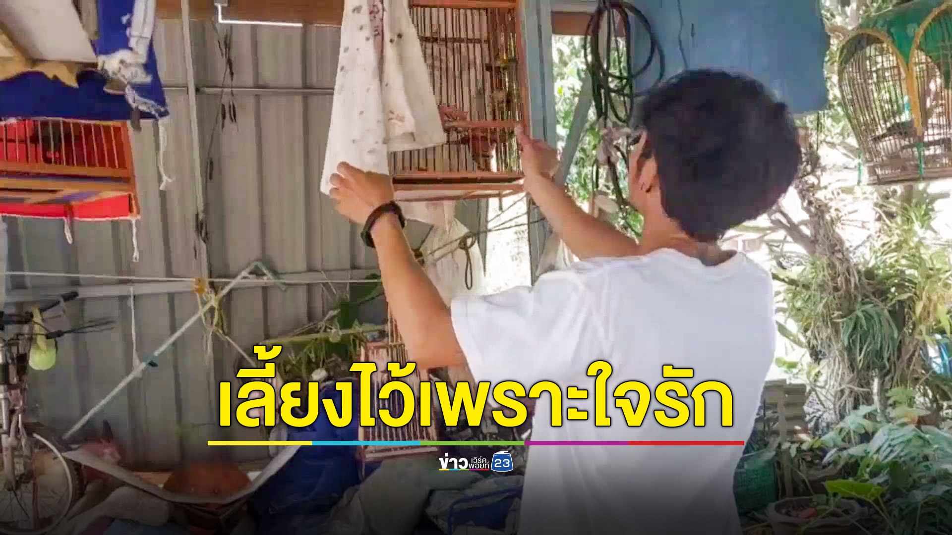 รวบหนุ่มขังนกปรอทหัวจุกแขวนทั่วบ้าน