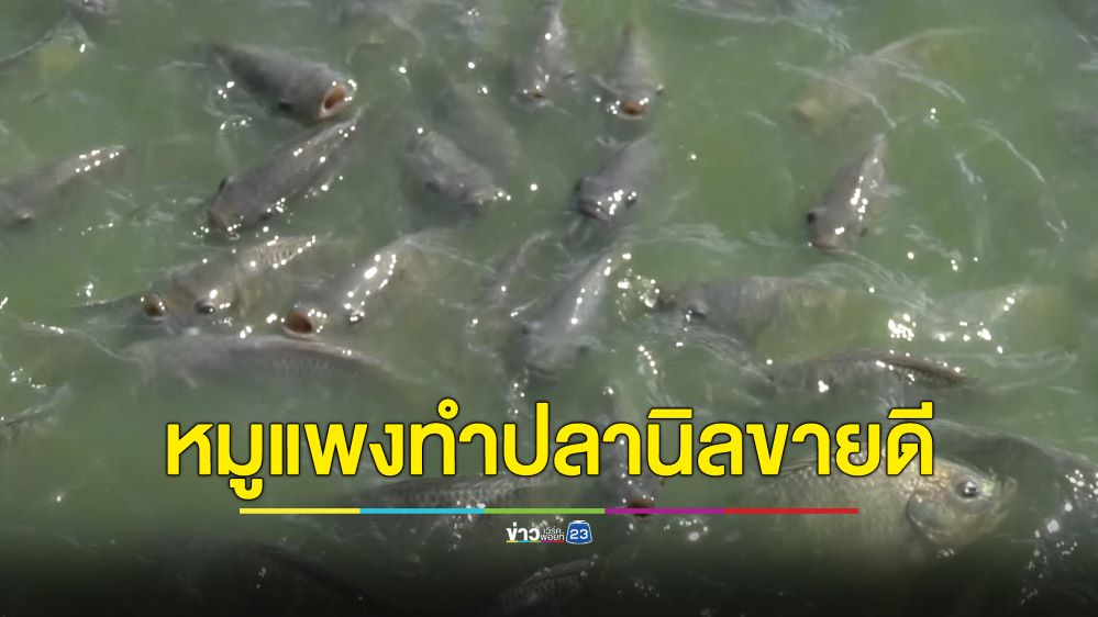 หมูแพงทำปลาขายดี เกษตรกรยิ้มเตรียมปลานิลกว่า 10 ตัน รับเทศกาลปีใหม่