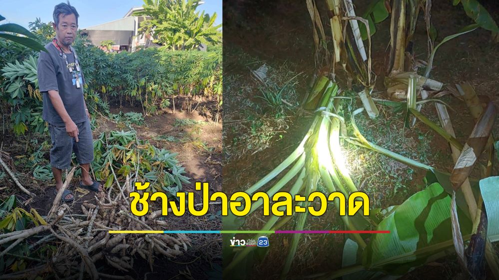 วอนรัฐช่วยด้วย ช้างป่า 2 แม่ลูกบุกกินทำลายพืชไร่เสียหายอื้อ