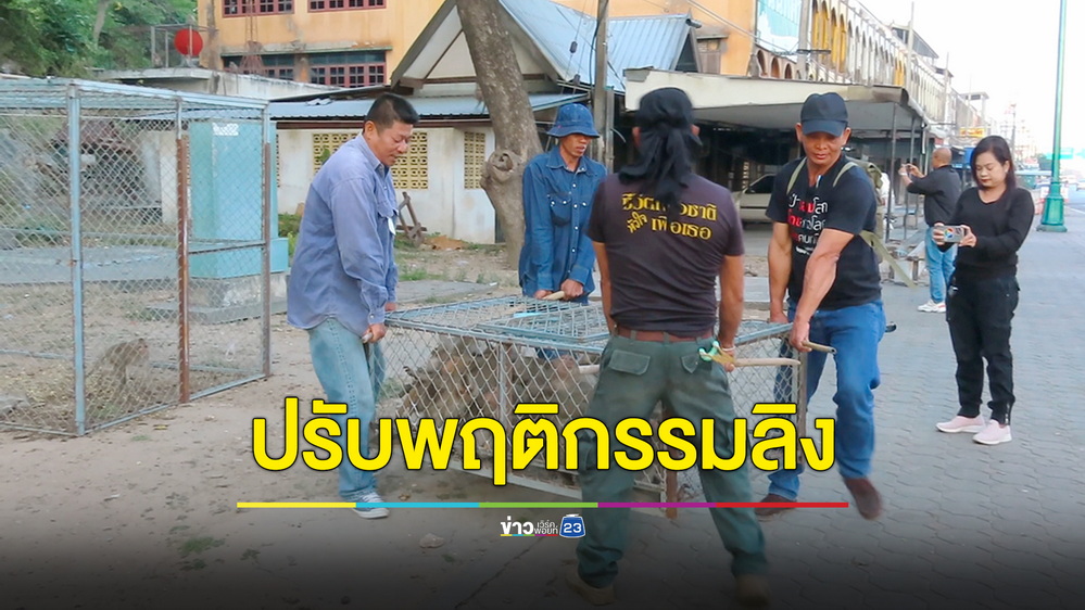 จนท.ระดมกำลังจับลิงแสมรอบเขาวังเมืองเพชรบุรี สร้างความเดือดร้อน ทำร้ายชาวบ้าน