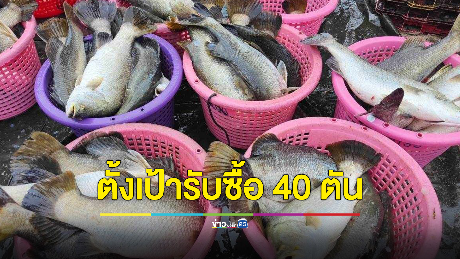กรมการค้าภายในผนึกกำลังพาณิชย์จังหวัดปัตตานี รับซื้อปลากะพงจากเกษตรกร ตั้งเป้า 40 ตัน