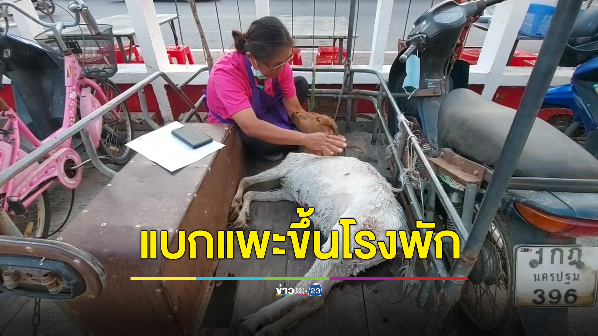 แบกแพะขึ้นโรงพัก ทวงความเป็นธรรมโดนหมาของผู้ใหญ่บ้านรุมกัดตาย