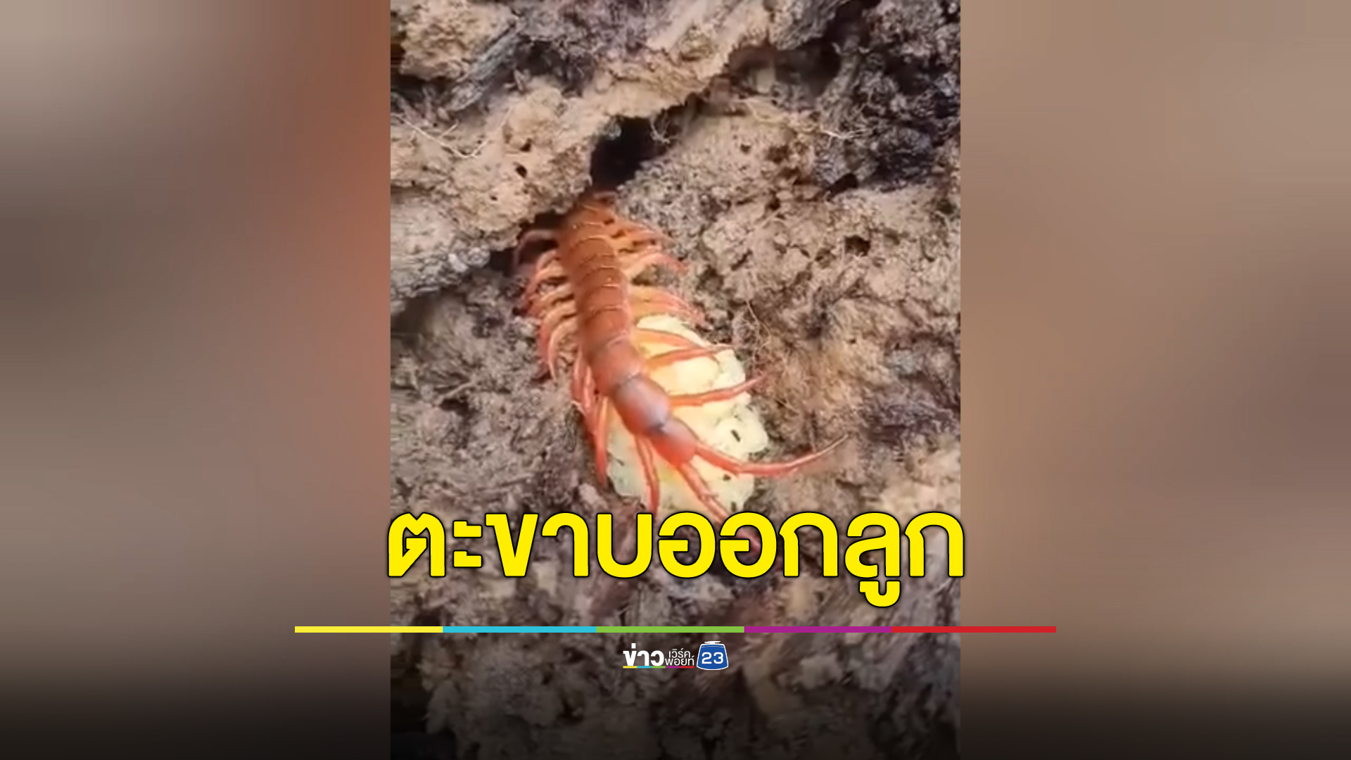 สยอง!"ตะขาบออกลูก"สีขาวยั้วเยี้ย