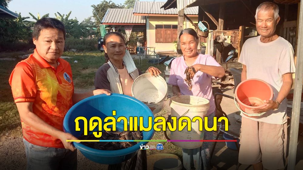 ชาวบ้านออกล่า “แมลงดานา” หารายได้เสริมหลังฤดูเกี่ยวข้าว